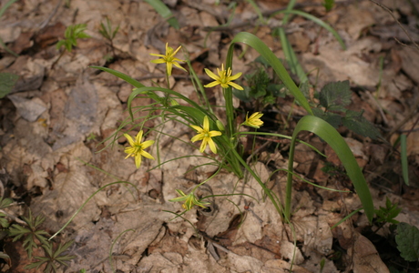 Wald-Gelbstern (Gagea lutea) - © Emanuel Trummer